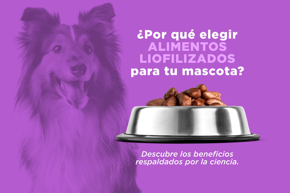 ¿Por qué elegir snacks liofilizados para tu perro o gato?